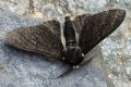 Biston betularius